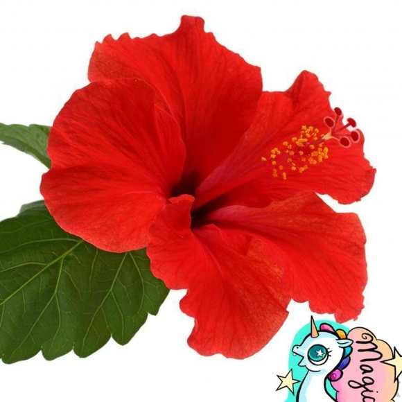 Meet your Posher, Sam - Picture 1 of 1